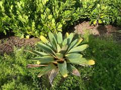 Alcantarea imperialis