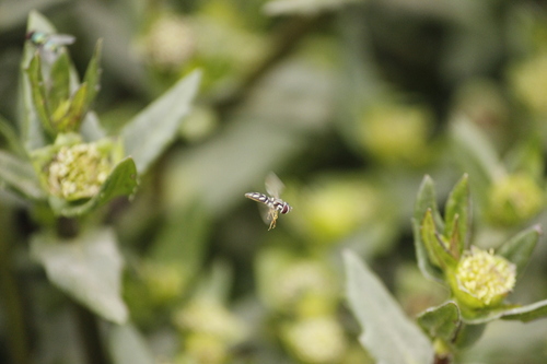 Allograpta piurana photo 4