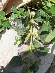 Boehmeria pilosiuscula
