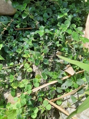 Boehmeria pilosiuscula