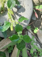 Boehmeria pilosiuscula