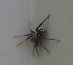 Nyssus