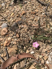 Convolvulus angustissimus