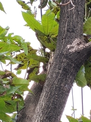 Calotes versicolor