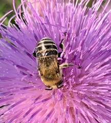 Anthophora walshii