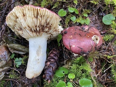 Russula pseudotsugarum