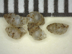 Gastrocopta contracta