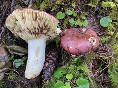 Russula pseudotsugarum