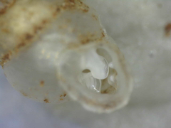 Gastrocopta contracta