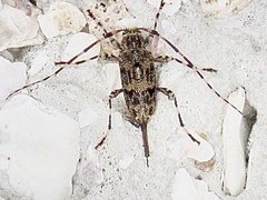 Graphisurus fasciatus