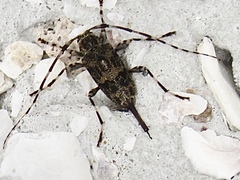 Graphisurus fasciatus