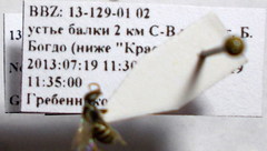 Nomioides chalybeatus