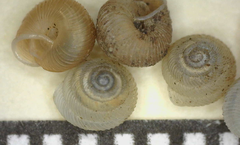 Strobilops texasianus
