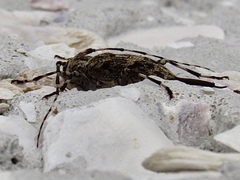 Graphisurus fasciatus