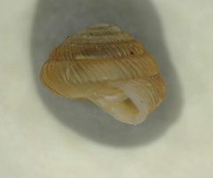 Strobilops texasianus