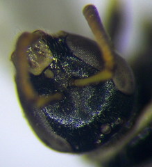 Nomioides chalybeatus