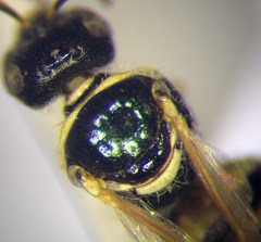 Nomioides chalybeatus