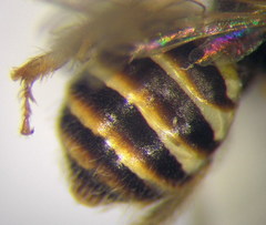 Nomioides chalybeatus