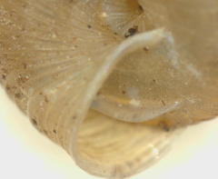 Strobilops texasianus