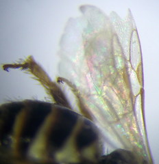 Nomioides chalybeatus