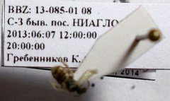 Nomioides minutissimus