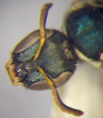 Nomioides minutissimus