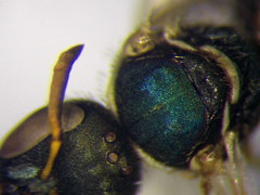 Nomioides minutissimus