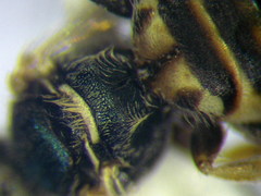 Nomioides minutissimus