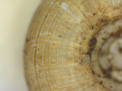 Helicodiscus notius
