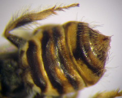 Nomioides minutissimus