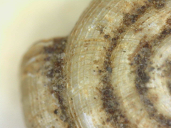 Helicodiscus notius