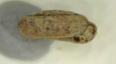 Helicodiscus notius