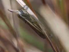 Ptochostola microphaeellus