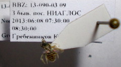 Nomioides minutissimus