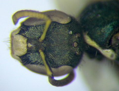 Nomioides minutissimus