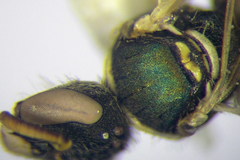 Nomioides minutissimus