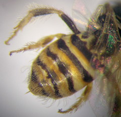 Nomioides minutissimus