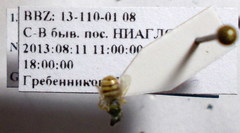 Nomioides minutissimus