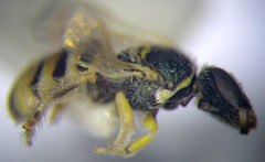 Nomioides minutissimus