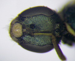 Nomioides minutissimus