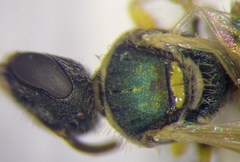 Nomioides minutissimus