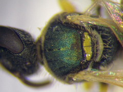 Nomioides minutissimus