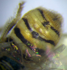 Nomioides minutissimus