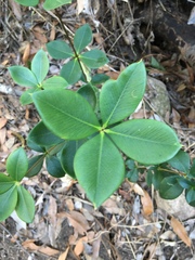 Alyxia magnifolia
