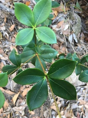 Alyxia magnifolia
