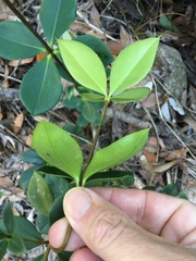 Alyxia magnifolia