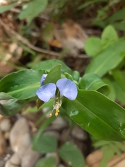 Commelina auriculata