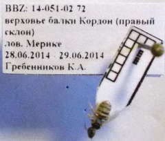 Nomioides minutissimus