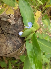 Commelina auriculata