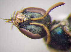 Nomioides minutissimus